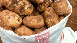 Pommes de terre irlandaises fraîches from Kenya